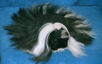 Coronet Black/White