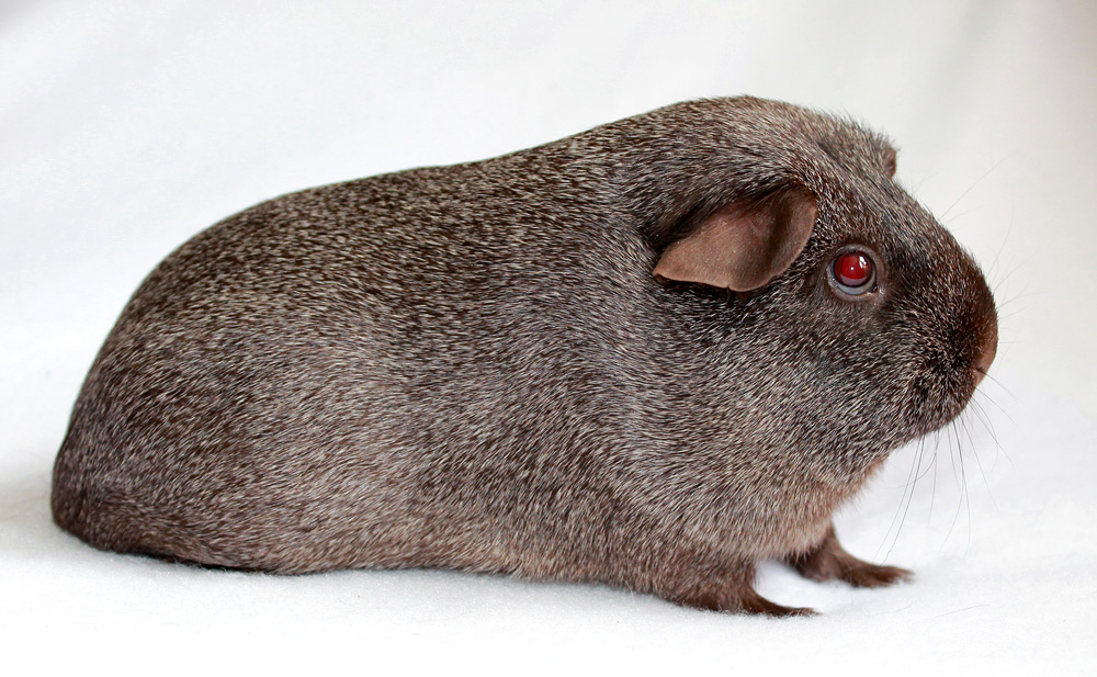 Nonself Solid Cinnamon Agouti