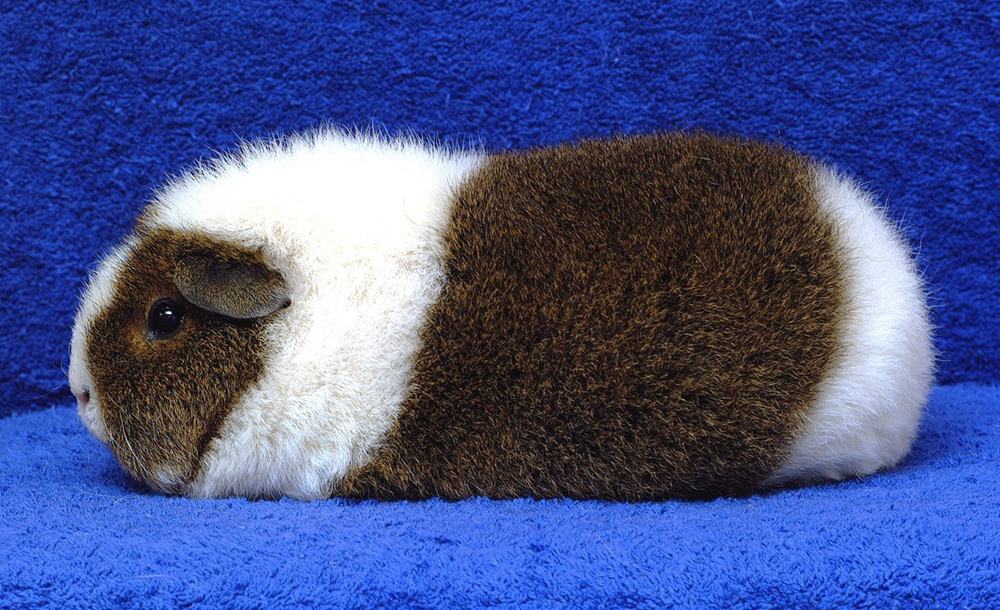 Rex Golden Agouti/White