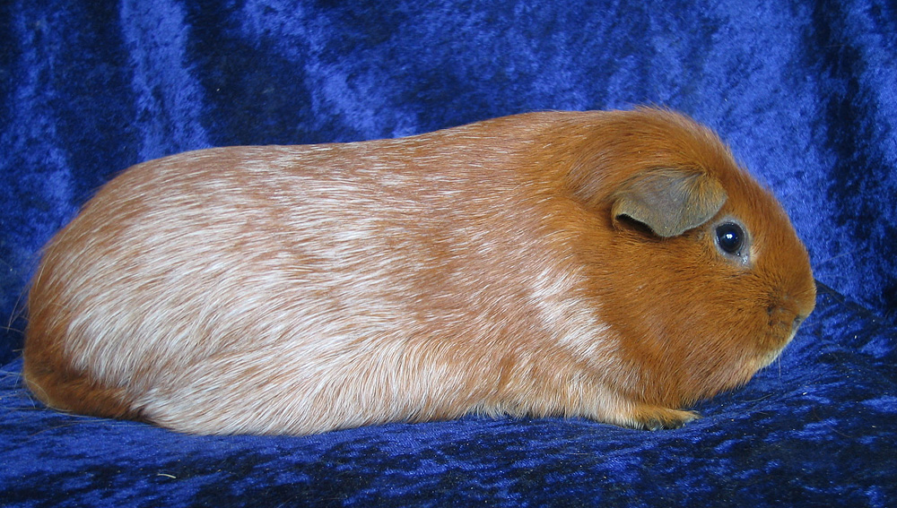 Nonself Golden Roan