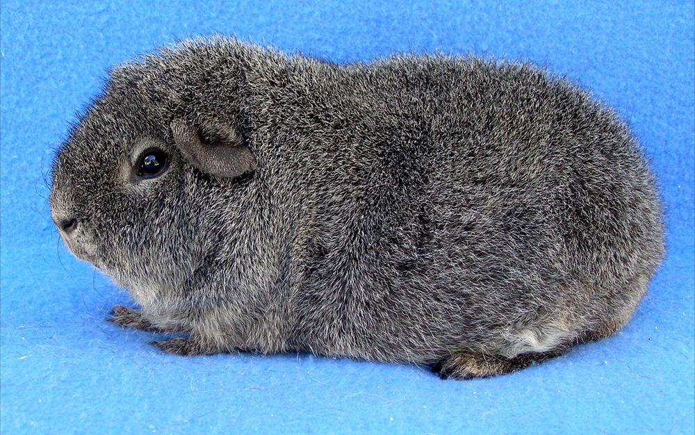 Rex Silver Agouti
