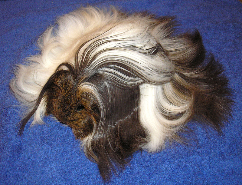 Sheltie Golden Agouti/White