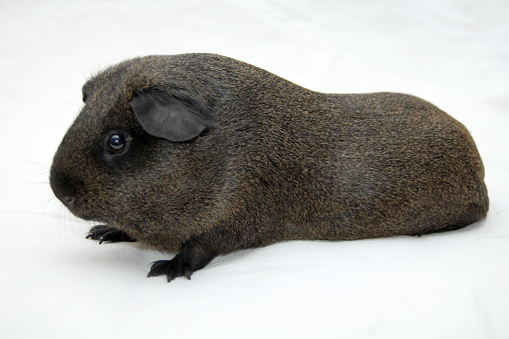 Nonself Solid Lemon Agouti