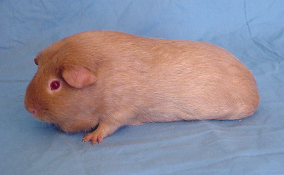 Self Beige