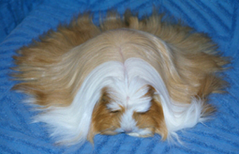 Coronet Golden/white
