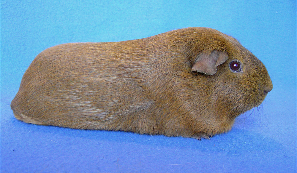Nonself Grey Golden Argente