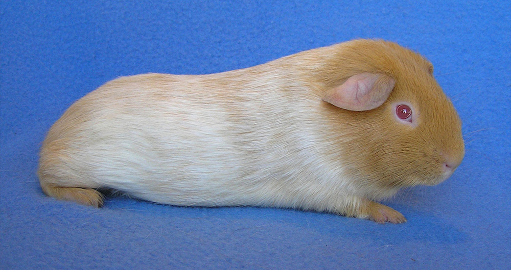 Nonself Saffron Roan