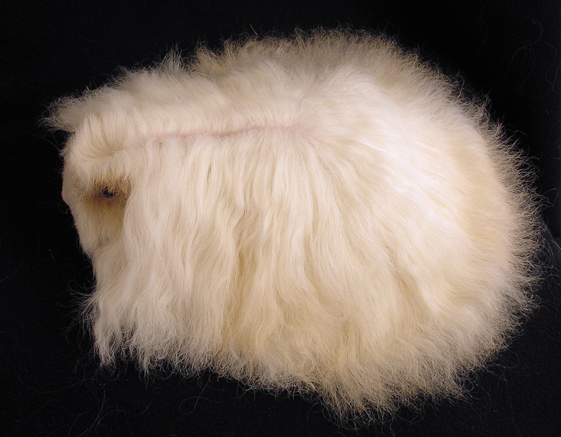Merino Cream/White