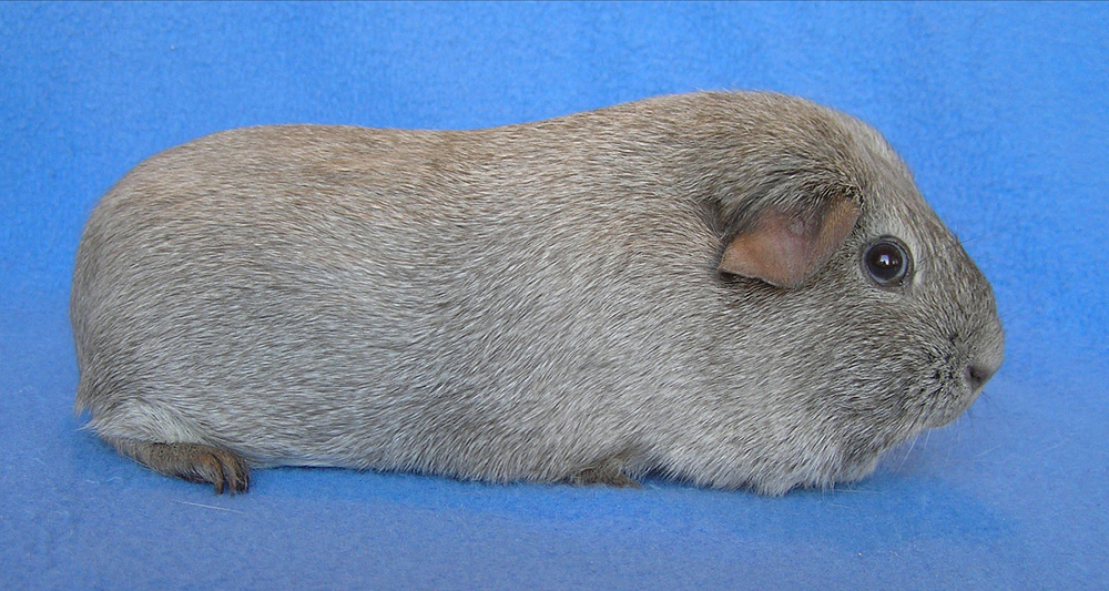 Nonself Grey Silver Argente
