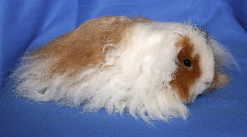 Texel White/Golden Black