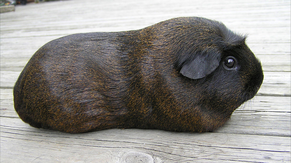 English Crested Solid goldenagouti