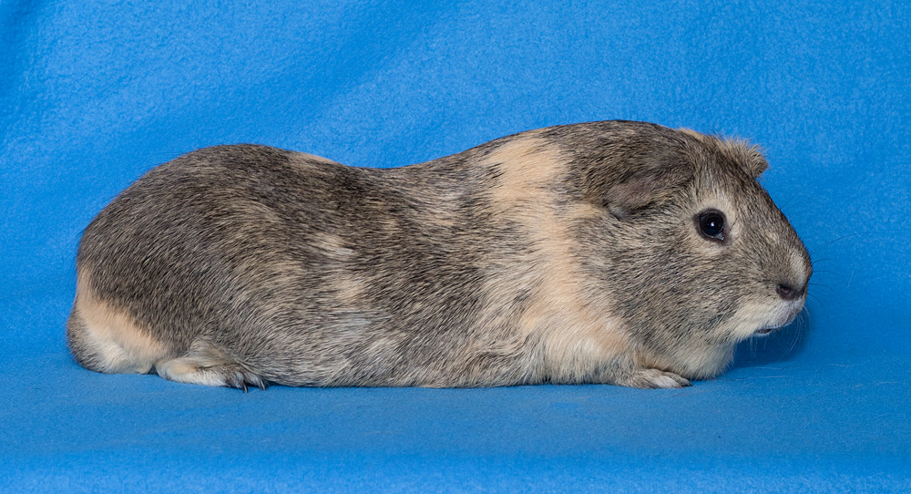 Cuy Lemon Agouti/cream