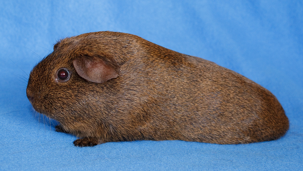Nonself Saffron Agouti