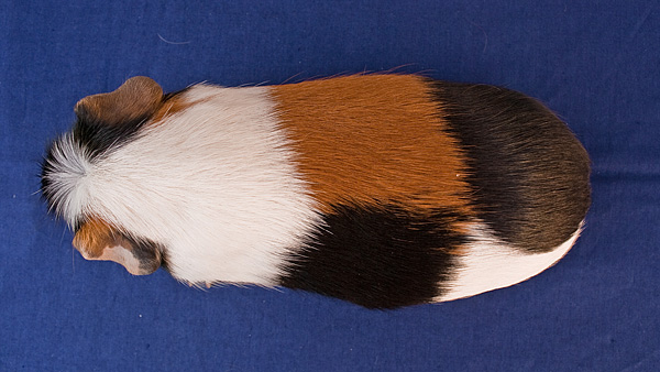 Crested Tortoiseshell & white
