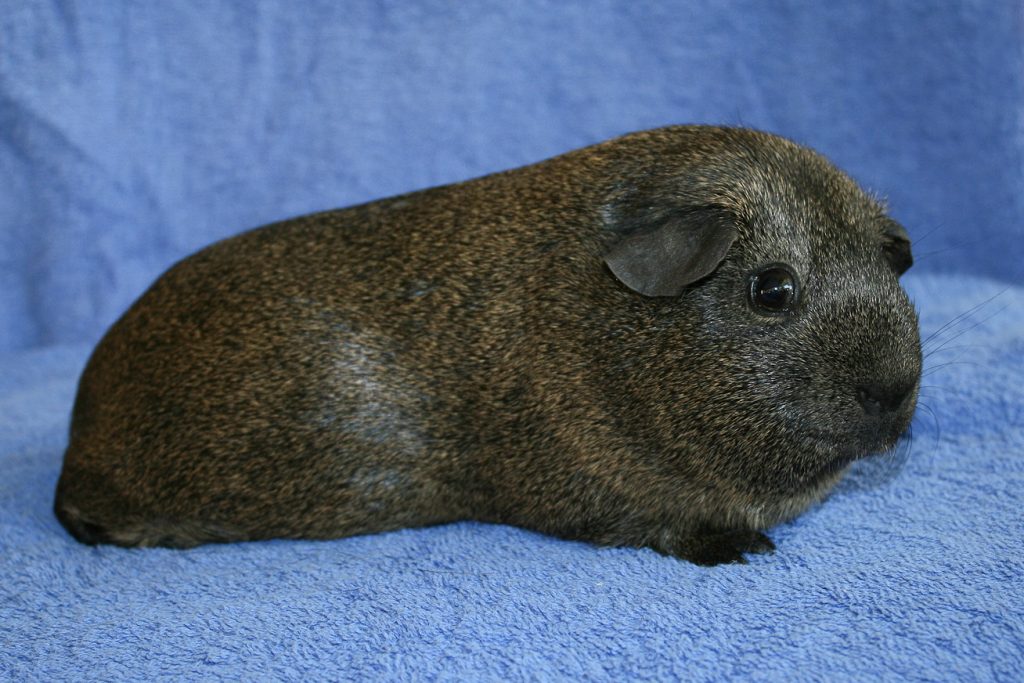 Nonself Lemon Agouti