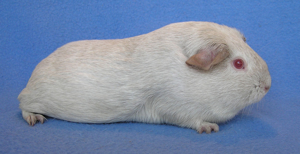 Nonself Silver Argente