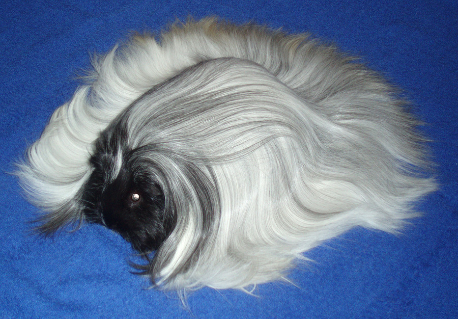 Sheltie Black Roan