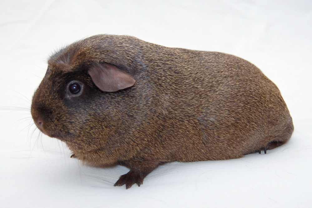 English Crested Solid Cream Agouti